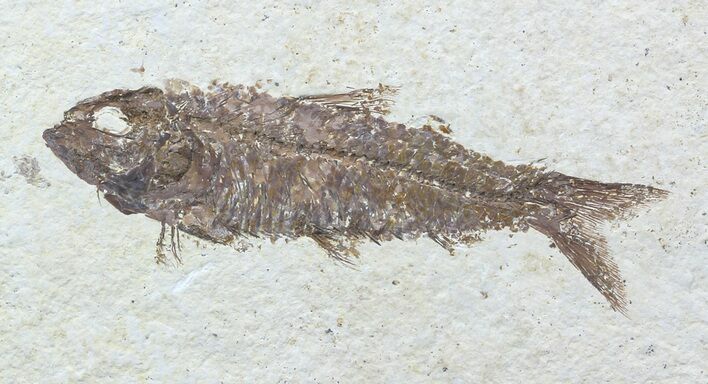Knightia Fossil Fish - Wyoming #57074